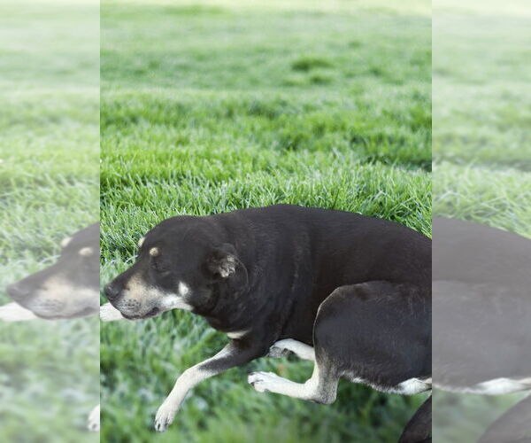 Medium Photo #3 Labrador Retriever-Tibetan Mastiff Mix Puppy For Sale in Gilbert, AZ, USA