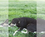 Small #2 Labrador Retriever-Tibetan Mastiff Mix