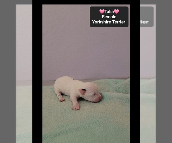 Medium Photo #3 Yorkshire Terrier Puppy For Sale in TUCSON, AZ, USA