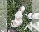 Small Photo #18 Goldendoodle (Miniature) Puppy For Sale in FREDERICA, DE, USA