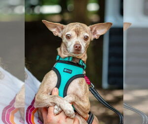 Chihuahua Dogs for adoption in Arlington, VA, USA