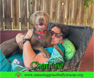 Charlene (Char) - Female Labrador Retriever-Unknown Mix Dog for Adoption - Photo #14