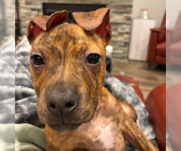 Medium Photo #5 Mutt Puppy For Sale in Fargo, ND, USA