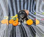Small #2 Poodle (Miniature)