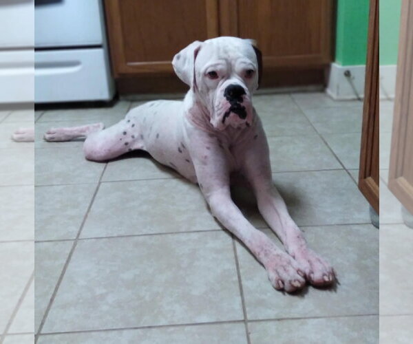 Medium Photo #14 Boxer Puppy For Sale in  Katy, TX, USA
