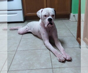HEWITT - Male Boxer Dog for Adoption - Photo #14