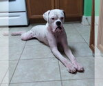 Small #13 Boxer