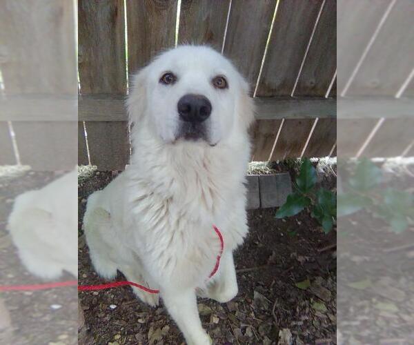 Medium Photo #7 Great Pyrenees Puppy For Sale in Spring, TX, USA