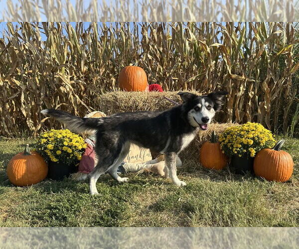 Medium Photo #11 Huskies -Unknown Mix Puppy For Sale in Evansville, IN, USA