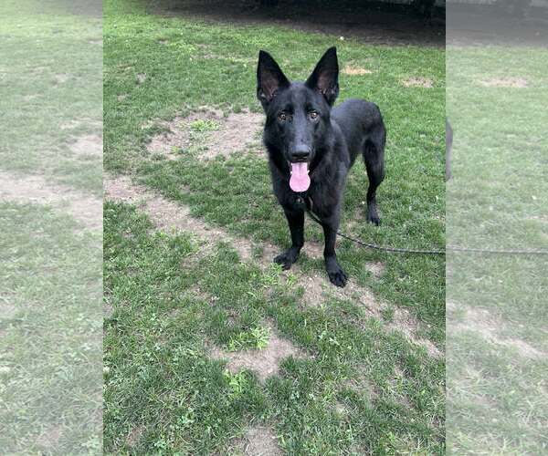 Medium Photo #1 German Shepherd Dog-Unknown Mix Puppy For Sale in Woodbury, NY, USA