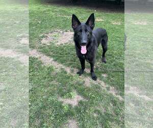 German Shepherd Dog-Unknown Mix Dogs for adoption in Woodbury, NY, USA