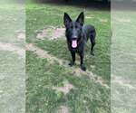 Small German Shepherd Dog Mix