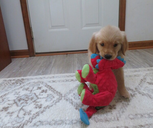 Medium Photo #2 Golden Retriever Puppy For Sale in MECHANICSVILLE, MD, USA