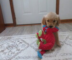 Small #1 Golden Retriever