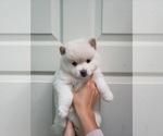 Small Photo #4 Pomsky Puppy For Sale in DIX HILLS, NY, USA
