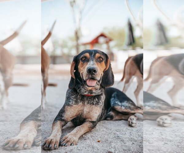 Medium Photo #2 Coonhound Puppy For Sale in Las Vegas, NV, USA