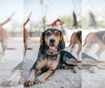 Small #1 Coonhound
