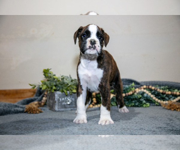 Medium Photo #2 Boxer Puppy For Sale in NASHVILLE, MI, USA