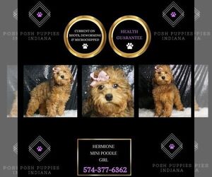 Poodle (Toy) Puppy for sale in WARSAW, IN, USA