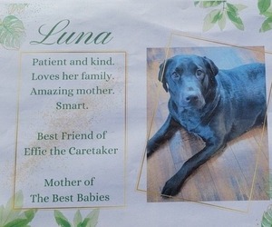 Mother of the Golden Labrador puppies born on 03/24/2023