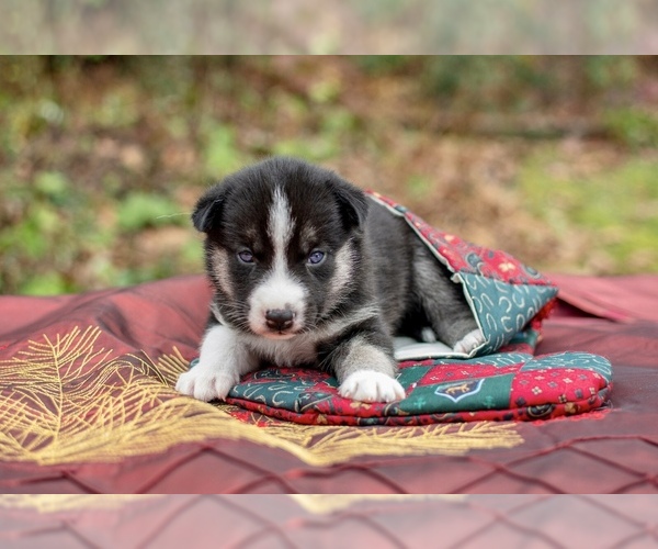 Medium Photo #1 Siberian Husky Puppy For Sale in WESTHAMPTON, MA, USA