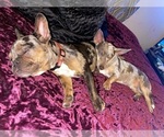 Small Photo #16 French Bulldog-Rat Terrier Mix Puppy For Sale in BROOKSVILLE, FL, USA