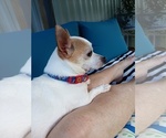 Small Photo #1 Chihuahua Puppy For Sale in MURPHY, NC, USA
