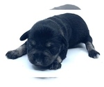 Small Photo #2 Schnauzer (Miniature) Puppy For Sale in WINTERVILLE, GA, USA