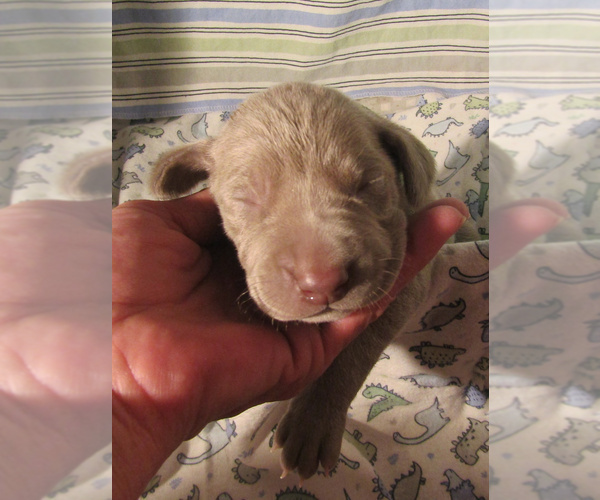 Medium Photo #2 Weimaraner Puppy For Sale in LAS ANIMAS, CO, USA