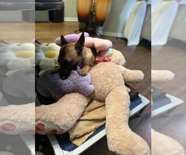 Medium Photo #4 German Shepherd Dog-Unknown Mix Puppy For Sale in Imlay City, MI, USA