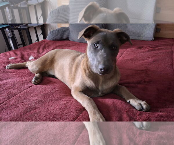 Medium Photo #3 German Shepherd Dog-Unknown Mix Puppy For Sale in Sebec, ME, USA