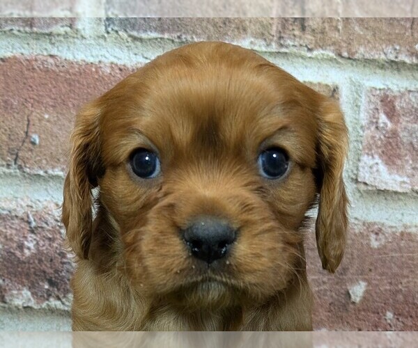 Medium Photo #4 Cavalier King Charles Spaniel Puppy For Sale in MOBERLY, MO, USA