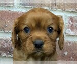Small #3 Cavalier King Charles Spaniel