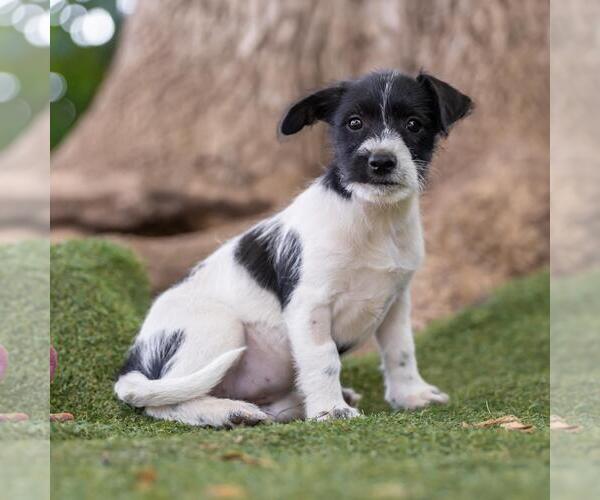 Medium Photo #3 Mutt Puppy For Sale in San Diego, CA, USA