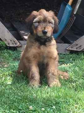 Medium Photo #1 Briard Puppy For Sale in GARDNERS, PA, USA