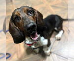 Small #4 Basset Hound
