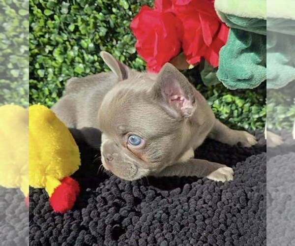 Medium Photo #2 French Bulldog Puppy For Sale in BOSTON, KY, USA