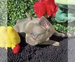 Small #1 French Bulldog