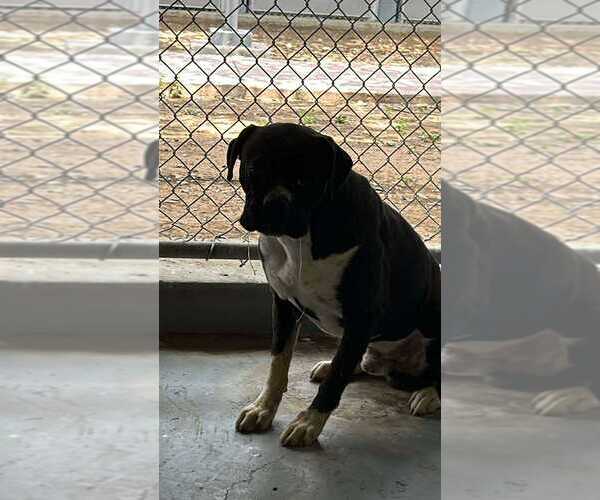 Medium Photo #4 Boxer Puppy For Sale in Austin, TX, USA