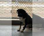 Small #3 Boxer