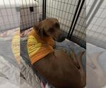 Small Rhodesian Ridgeback
