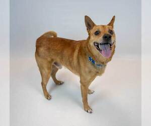 Conan - Male Unknown-pomeranian spitz Mix Dog for Adoption - Photo #3