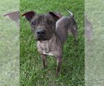Small Photo #2 Mutt Puppy For Sale in Conroe, TX, USA