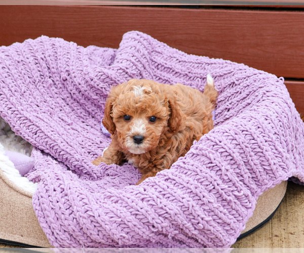 Medium Photo #2 Cavapoo (Miniature) Puppy For Sale in SYRACUSE, IN, USA