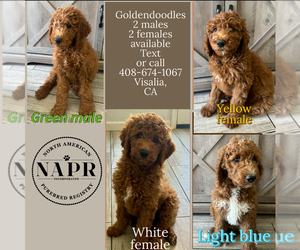 Goldendoodle Puppy for sale in VISALIA, CA, USA