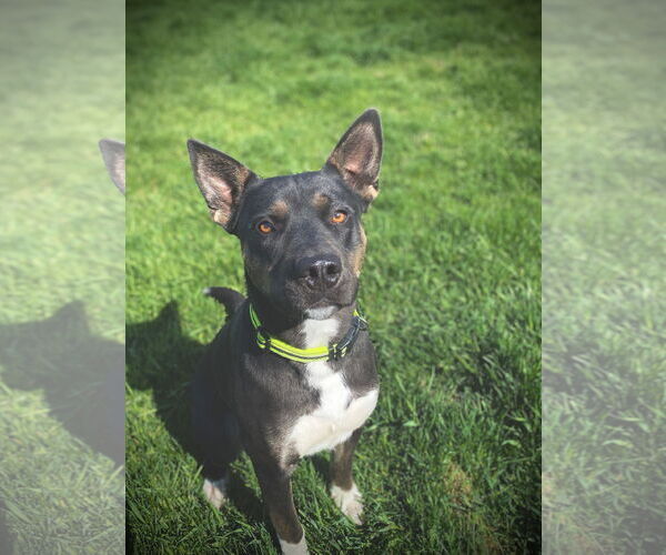 Medium Photo #2 American Pit Bull Terrier-Unknown Mix Puppy For Sale in Polson, MT, USA