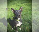 Small #1 American Pit Bull Terrier Mix