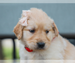 Small #2 Golden Retriever