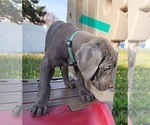 Small Photo #28 Great Dane Puppy For Sale in OGDEN, UT, USA