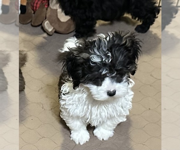 Medium Photo #7 Shih-Poo Puppy For Sale in GLOUCESTER, VA, USA